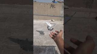 Kabootar baby growth ❤️ pigeon birds kbootar kabbotar pets pigeonbaz petslove [upl. by Jehiah]