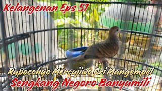 Rupocohyo Mercujiwo Sri Mangempel Sengkang Negoro Banyumili Kelangenan Eps 51 [upl. by Eylhsa]