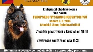 Evropská výstava psů 2016  Chodský pes [upl. by Ttiwed]