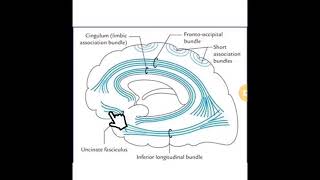 white matter 1 association fibersampcommissural [upl. by Neelram489]