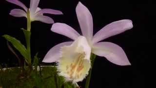 Pleione formosana [upl. by Paine]