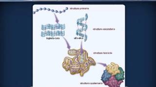 AMMINOACIDI E PROTEINE da Agorà Scienze Biomediche [upl. by Nabila676]