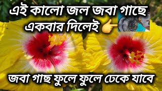 জবা গাছের সমস্ত সমস্যার একটাই সমাধানHibiscus plant care and growing tips [upl. by Reivilo]