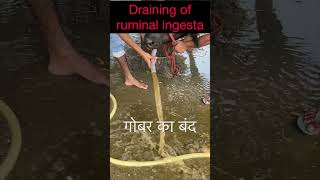 Impaction of rumen l dr Umar Khan [upl. by Duwalt209]