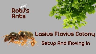 New Large Lasius Flavus Colony 2 Arrival And Move In [upl. by Naltiak]