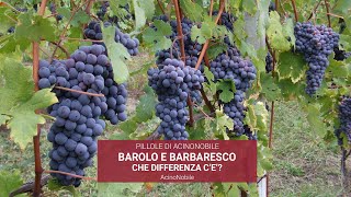 Che Differenza cè tra Barolo e Barbaresco [upl. by Polak889]