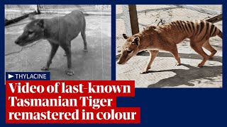 Tasmanian tiger video footage of lastknown thylacine remastered and released in 4K colour [upl. by Yrrep]