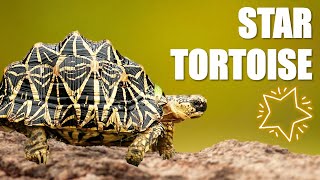 TORTOISE  Indian star tortoise caresampinfo [upl. by Vel142]