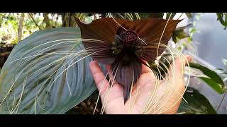 cultivo da flor morcego  tacca chantrieri [upl. by Rento]