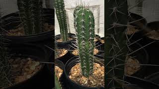 Pachycereus pectenaboriginum  Indian comb cactus [upl. by Akima528]