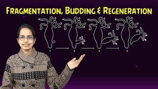 Fragmentation Spirogyra Budding Hydra amp Regeneration Planaria Morphallaxis amp Epimorphosis [upl. by Pulsifer]