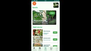 PlantSnap identifies a Cherry laurel Prunus caroliniana [upl. by Milewski]