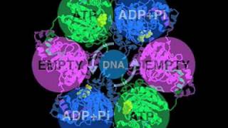 DNA helicase [upl. by Gagne]