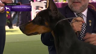 Doberman Pinschers  Breed Judging 2023 [upl. by Ravert]