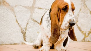 How to Maximize a Bloodhounds Lifespan [upl. by Camella]