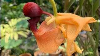 Growing Coryanthes Orchids and care for these plants coryanthesorchids orchids [upl. by Romilly]