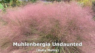 Muhlenbergia Undaunted® Ruby Muhly  Stunning Easy to Grow NATIVE Ornamental Grass 👍 😍 🍃 👌 💚 [upl. by Nolrah]