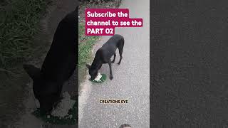 ❤What he did PART01 මෙයා කරපු දෙයක් පළමු කොටස dog dogs doglover animals animal india love [upl. by Ferna420]