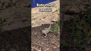 Pygmy Bearded Dragon spotted on Stromlo MTB trails mtb mountainbike [upl. by Bein]