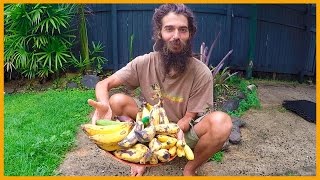 TASTING THE MANY BANANA VARIETIES IN TROPICAL CAIRNS AUSTRALIA [upl. by Lamoureux]