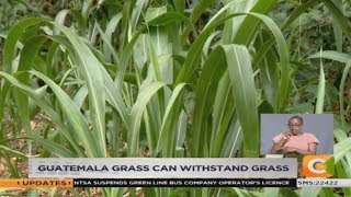 SMART FARM  Dairy farmer shifts to high yielding Guatemala grass [upl. by Amikan]