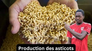 🐛Comment produire les asticots pour votre élevage de poulets ou de poissons  Formation de A a Z [upl. by Oswal918]