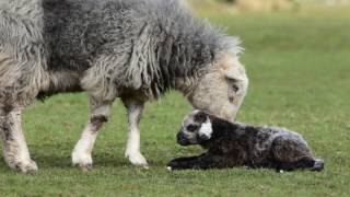 Great Langdale Herdwicks  The Grass is always Greener [upl. by Virendra190]