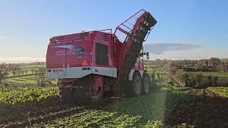 Ivan Megaw and Sons Harvesting Fodder Beet 2023 [upl. by Kendricks]