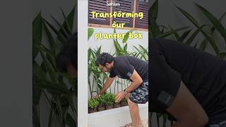 Planter Box Makeover Fresh Look with New Plants  Samskara  home indoorgardening homegardens [upl. by Suhploda]