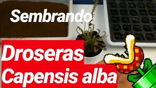 COMO SEMBRAR SEMILLAS DE DROSERA CAPENSIS ALBA PARTE 2 [upl. by Bloch]