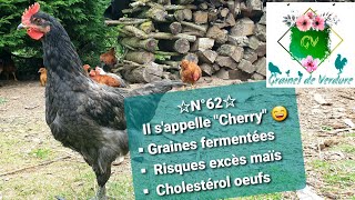 ☆N°62☆ Mon quotCherryquot  Graines fermentées cholestérol excès maïs  Au revoir mes 2 poulettes [upl. by Anassor]