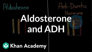 Aldosterone and ADH  Renal system physiology  NCLEXRN  Khan Academy [upl. by Fitalludba]