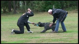 Bouvier des Flandres Dayzo de DaSilva [upl. by Krystalle]