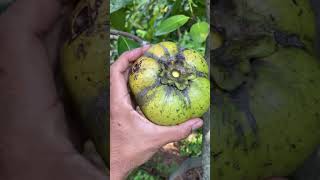 BLACKSAPOTE ATAU SAWO HITAM MEKSIKO shorts [upl. by Leiser524]