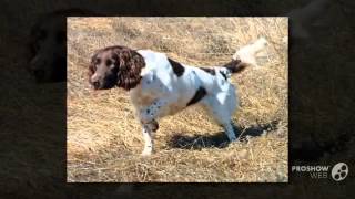 Small Munsterlander Dog breed [upl. by Novek]