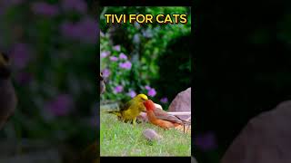 Cat TV Frolicking Feeding And Enjoying The Outdoors On Lush Green Grass Bird TV For Cats To Watch [upl. by Anyak]