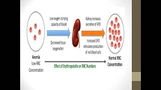 erythrocytosis [upl. by Jock]