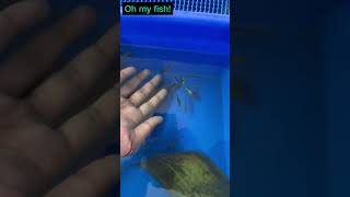 Easy guppy breeding setup at home ❤️ fish farming at home [upl. by Mehta647]