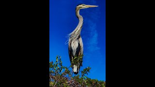 Great blue heron call [upl. by Goddart]