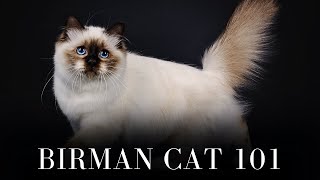 Birman Cat 101  Everything You Need to Know [upl. by Kunin]