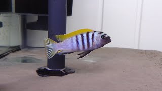 MALAWI CICHLIDS CYNOTILAPIA ZEBROIDES JALO REEF F1 [upl. by Vasyuta]