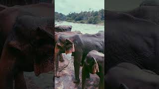 Pinnawala Elephant Orphanage  Sri Lanka [upl. by Venita]