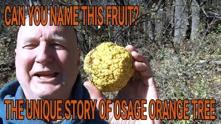 Osage Orange tree How it spread from native range and possible symbiosis with ice age Mammoths [upl. by Mun]