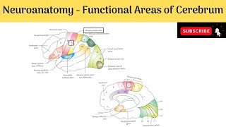 Functional areas of Cerebrum Motor areas Sensory areas Auditory areas Visual areas Speech areas [upl. by Varney]