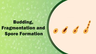 Budding Fragmentation and Spore Formation [upl. by Ellita114]