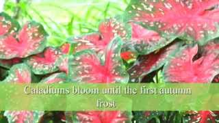 How to Plant Caladium Bulbs [upl. by Kaufmann]