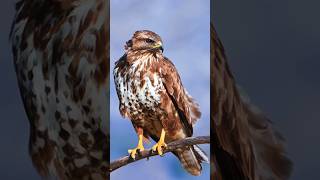 Common Buzzard Sound  Perched on the branch [upl. by Notaek860]