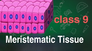 Meristematic Tissueclass 9BiologyScience [upl. by Nelda757]