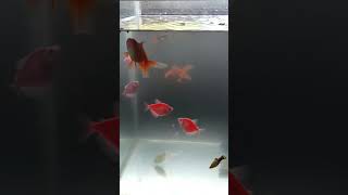 Goldfish 🐠 Aquarium🦐  Mr fantail [upl. by Ahsenav761]