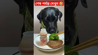 Fut Vloging Dog🤣🤣 dogs কুকুরের ফুট টেস্ট shortsviral trandingshorts [upl. by Abana]